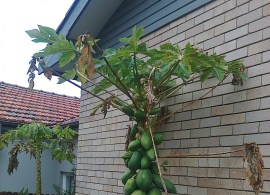 pawpaw-5547 (1)
